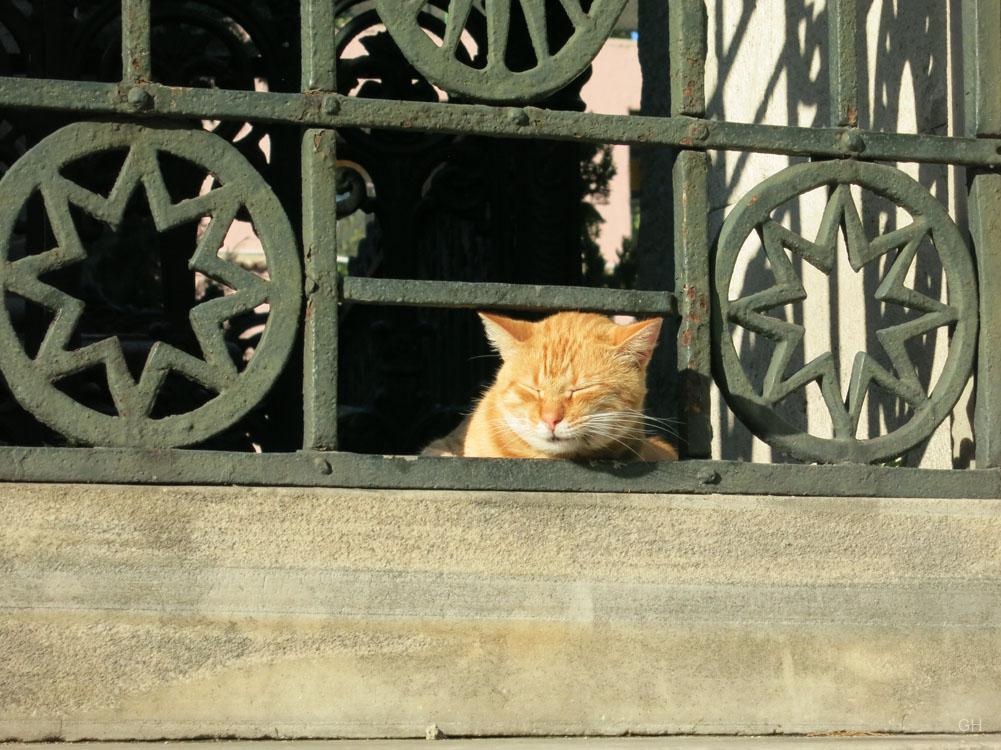 Istanbul - Katze